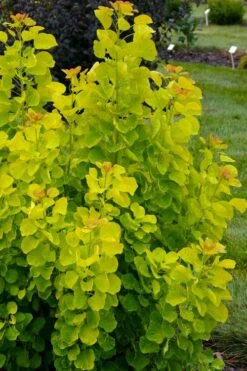 Winecraft Gold Smokebush - 3 Gallon Pot -SHRUBS and BUSHES Shop cotinus coggygria winecraft gold smokebush 4
