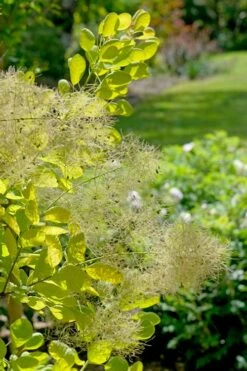 Winecraft Gold Smokebush - 3 Gallon Pot -SHRUBS and BUSHES Shop cotinus coggygria winecraft gold smokebush 8