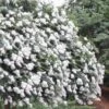 Acoma Weeping White Crape Myrtle - 5 Gallon Pot 1 Acoma Weeping White Crape Myrtle - 5 Gallon Pot -SHRUBS and BUSHES Shop crape myrtle acoma 12