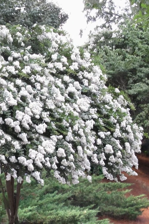 Acoma Weeping White Crape Myrtle - 5 Gallon Pot 3 Acoma Weeping White Crape Myrtle - 5 Gallon Pot