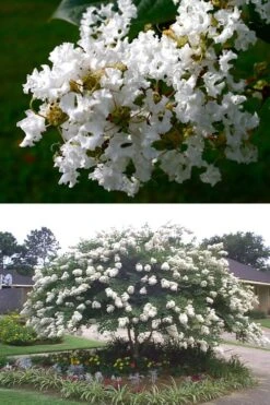 Acoma Weeping White Crape Myrtle - 3 Gallon Pot 11 Acoma Weeping White Crape Myrtle - 3 Gallon Pot -SHRUBS and BUSHES Shop crape myrtle acoma 500x750 2
