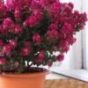 Berry Dazzle Dwarf Crape Myrtle - 3 Gallon Pot -SHRUBS and BUSHES Shop crape myrtle berry dazzle 100