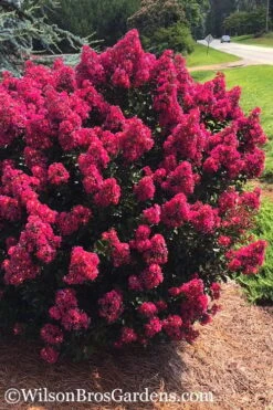Berry Dazzle Dwarf Crape Myrtle - 3 Gallon Pot -SHRUBS and BUSHES Shop crape myrtle berry dazzle 101