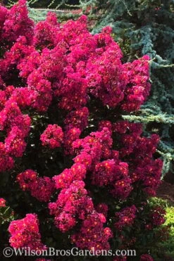 Berry Dazzle Dwarf Crape Myrtle - 3 Gallon Pot -SHRUBS and BUSHES Shop crape myrtle berry dazzle 102