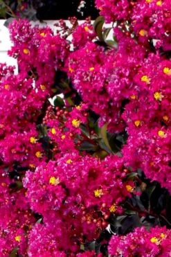 Berry Dazzle Dwarf Crape Myrtle - 3 Gallon Pot -SHRUBS and BUSHES Shop crape myrtle berry dazzle tree form topiary standard 2