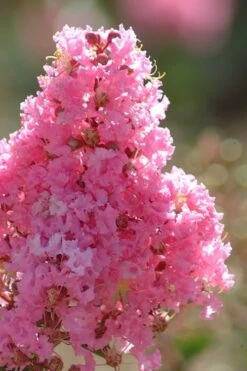 Sioux Pink Crape Myrtle Tree (Single Trunk) - 5 Gallon Pot -SHRUBS and BUSHES Shop crape myrtle sioux pink 52