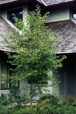 Washington Hawthorn (Crataegus Phaenopyrum) - 3 Pack Of 1.5 Quart Pots -SHRUBS and BUSHES Shop crataegus phaenopyrum washington hawthorne 1