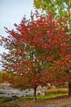 Washington Hawthorn (Crataegus Phaenopyrum) - 3 Pack Of 1.5 Quart Pots -SHRUBS and BUSHES Shop crataegus phaenopyrum washington hawthorne 3