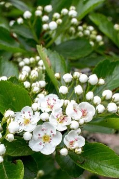 Washington Hawthorn (Crataegus Phaenopyrum) - 3 Pack Of 1.5 Quart Pots -SHRUBS and BUSHES Shop crataegus phaenopyrum washington hawthorne 5