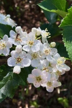 Washington Hawthorn (Crataegus Phaenopyrum) - 3 Pack Of 1.5 Quart Pots -SHRUBS and BUSHES Shop crataegus phaenopyrum washington hawthorne 6
