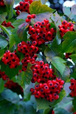Washington Hawthorn (Crataegus Phaenopyrum) - 3 Pack Of 1.5 Quart Pots -SHRUBS and BUSHES Shop crataegus phaenopyrum washington hawthorne 7
