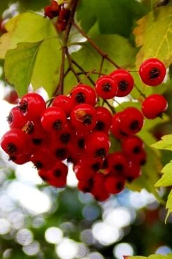 Washington Hawthorn (Crataegus Phaenopyrum) - 3 Pack Of 1.5 Quart Pots -SHRUBS and BUSHES Shop crataegus phaenopyrum washington hawthorne 8