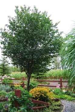 Washington Hawthorn (Crataegus Phaenopyrum) - 3 Pack Of 1.5 Quart Pots -SHRUBS and BUSHES Shop crataegus phaenopyrum washington hawthorne 9
