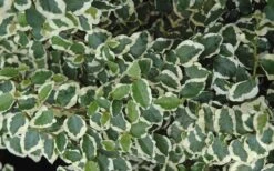 Variegated Creeping Fig (Ficus Pumila 'Variegata') - 10 Pack Of 4" Pint Pots -SHRUBS and BUSHES Shop creeping fig ficus pumila variegata 50