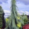 Raywood Weeping Arizona Cypress - 6 Gallon Pot 1 Raywood Weeping Arizona Cypress - 6 Gallon Pot -SHRUBS and BUSHES Shop cupressus arizonica raymonds weeping arizona cypress 1