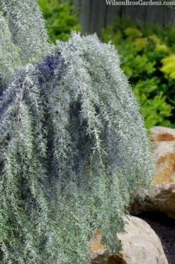 Raywood Weeping Arizona Cypress - 6 Gallon Pot 9 Raywood Weeping Arizona Cypress - 6 Gallon Pot -SHRUBS and BUSHES Shop cupressus arizonica raymonds weeping arizona cypress 3