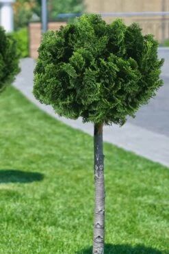 Dwarf Hinoki Cypress Tree (Single Trunk Topiary) - 7 Gallon Pot 10 Dwarf Hinoki Cypress Tree (Single Trunk Topiary) - 7 Gallon Pot -SHRUBS and BUSHES Shop cypress dwarf hinoki stand topiary tree form 1 1
