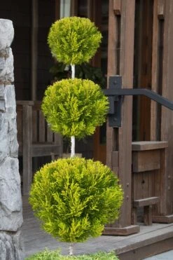 Goldcrest Monterey Lemon Cypress 3-Ball Poodle Tier Topiary - 7 Gallon Pot