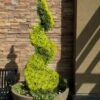Goldcrest Monterey Lemon Cypress Spiral Topiary - 2 Gallon Pot 1 Goldcrest Monterey Lemon Cypress Spiral Topiary - 2 Gallon Pot -SHRUBS and BUSHES Shop cypress goldcrest monterey spiral topiary 11