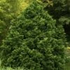 Tempelhof Hinoki Cypress - 1 Gallon Pot 1 Tempelhof Hinoki Cypress - 1 Gallon Pot -SHRUBS and BUSHES Shop cypress hinoki tempelhof 10