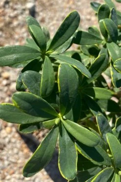 Splash Variegated Summer Daphne - 1 Gallon Pot 11 Splash Variegated Summer Daphne - 1 Gallon Pot -SHRUBS and BUSHES Shop daphne splash summer daphne 1