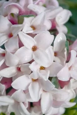 Splash Variegated Summer Daphne - 1 Gallon Pot 13 Splash Variegated Summer Daphne - 1 Gallon Pot -SHRUBS and BUSHES Shop daphne splash variegated summer daphne 7