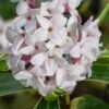 Splash Variegated Summer Daphne - 1 Gallon Pot -SHRUBS and BUSHES Shop daphne splash variegated summer daphne 8