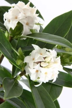 White Perfume Princess Winter Daphne - 3 Gallon Pot 11 White Perfume Princess Winter Daphne - 3 Gallon Pot -SHRUBS and BUSHES Shop daphne white perfume princess 4