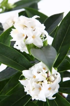 White Perfume Princess Winter Daphne - 3 Gallon Pot 13 White Perfume Princess Winter Daphne - 3 Gallon Pot -SHRUBS and BUSHES Shop daphne white perfume princess 6