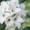 White Perfume Princess Winter Daphne - 3 Gallon Pot 2 White Perfume Princess Winter Daphne - 3 Gallon Pot -SHRUBS and BUSHES Shop daphne white perfume princess 9