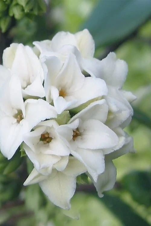 White Perfume Princess Winter Daphne - 3 Gallon Pot 3 White Perfume Princess Winter Daphne - 3 Gallon Pot