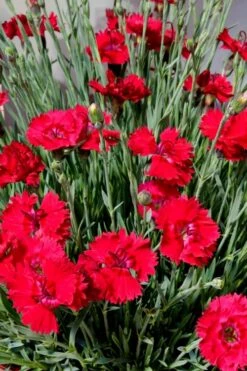 Fire Star Dianthus (Carnation) - 10 Pack Of Quart Pots -SHRUBS and BUSHES Shop dianthus fire star 2