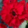 Fire Star Dianthus (Carnation) - 1 Gallon Pot -SHRUBS and BUSHES Shop dianthus fire star cottage pinks 100 1