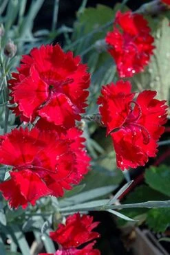 Fire Star Dianthus (Carnation) - 1 Gallon Pot -SHRUBS and BUSHES Shop dianthus fire star cottage pinks 101 1