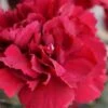 Super Trouper Velvet Red Dianthus (Carnation) - 10 Pack Of Quart Pots -SHRUBS and BUSHES Shop dianthus super trouper velvet red 100