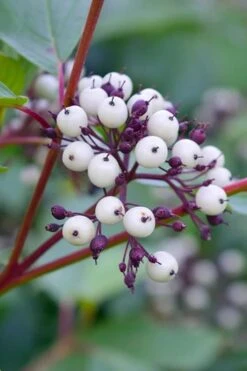 Red Osier Red Twig Dogwood (Cornus Sericea) - 1 Gallon Pot -SHRUBS and BUSHES Shop dogwood red osier 500x750 2