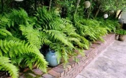 Autumn Brilliance Fern (Dryopteris Erythrosora) - 1 Gallon Pot -SHRUBS and BUSHES Shop dryopteris erythrosora autumn brilliance fern 10 2