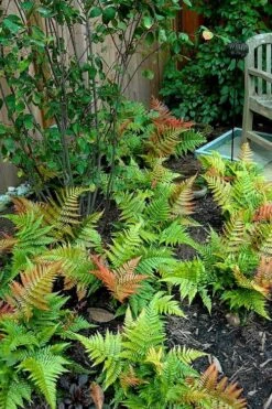 Autumn Brilliance Fern (Dryopteris Erythrosora) - 3 Gallon -SHRUBS and BUSHES Shop dryopteris erythrosora autumn brilliance fern 11 1