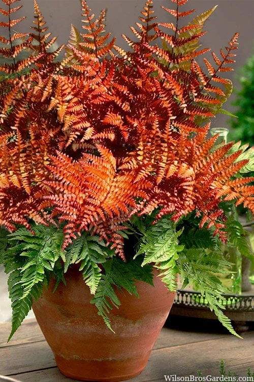 Autumn Brilliance Fern (Dryopteris Erythrosora) - 6 Pack Of 1 Gallon Pots 3 Autumn Brilliance Fern (Dryopteris Erythrosora) - 6 Pack Of 1 Gallon Pots