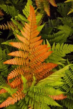 Autumn Brilliance Fern (Dryopteris Erythrosora) - 2.5 Quart Pot -SHRUBS and BUSHES Shop dryopteris erythrosora autumn brilliance fern 2