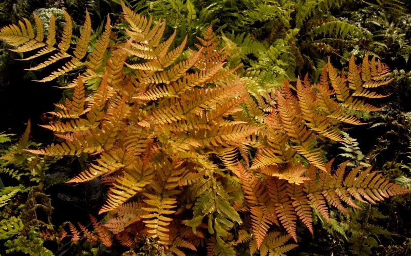 Autumn Brilliance Fern (Dryopteris Erythrosora) - 6 Pack Of 1 Gallon Pots 7 Autumn Brilliance Fern (Dryopteris Erythrosora) - 6 Pack Of 1 Gallon Pots - Image 5