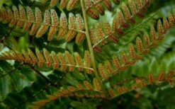 Autumn Brilliance Fern (Dryopteris Erythrosora) - 6 Pack Of 1 Gallon Pots 15 Autumn Brilliance Fern (Dryopteris Erythrosora) - 6 Pack Of 1 Gallon Pots -SHRUBS and BUSHES Shop dryopteris erythrosora autumn brilliance fern 4 3
