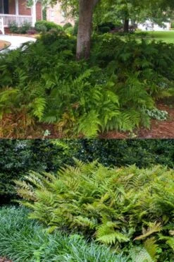Autumn Brilliance Fern (Dryopteris Erythrosora) - 2.5 Quart Pot -SHRUBS and BUSHES Shop dryopteris erythrosora autumn brilliance fern 8