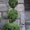 Poodle Tier Dwarf Alberta Spruce Topiary - 2 Gallon Pot 2 Poodle Tier Dwarf Alberta Spruce Topiary - 2 Gallon Pot -SHRUBS and BUSHES Shop dwarf alberta spruce 3 ball poodle tier 12 2