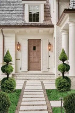 Dwarf Alberta Spruce 2-Ball Cone Topiary - 5 Gallon Pot 9 Dwarf Alberta Spruce 2-Ball Cone Topiary - 5 Gallon Pot -SHRUBS and BUSHES Shop dwarf alberta spruce 3 ball poodle tier with pyramid1