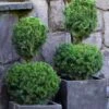 Poodle Tier Dwarf Alberta Spruce Topiary (2-Ball) - 2 Gallon Pot 1 Poodle Tier Dwarf Alberta Spruce Topiary (2-Ball) - 2 Gallon Pot -SHRUBS and BUSHES Shop dwarf alberta spruce two ball poodle tier topiary 1