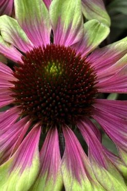 Sweet Sandia Coneflower (Echinacea) - 1 Gallon Pot -SHRUBS and BUSHES Shop echinacea purpurea sweet sandia coneflower 1