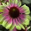 Sweet Sandia Coneflower (Echinacea) - 1 Gallon Pot -SHRUBS and BUSHES Shop echinacea purpurea sweet sandia coneflower 3