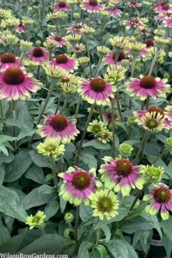 Sweet Sandia Coneflower (Echinacea) - 1 Gallon Pot -SHRUBS and BUSHES Shop echinacea purpurea sweet sandia coneflower 4