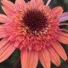 Raspberry Truffle Coneflower (Echinacea) - 1 Gallon Pot -SHRUBS and BUSHES Shop echinacea raspberry truffle coneflower 5
